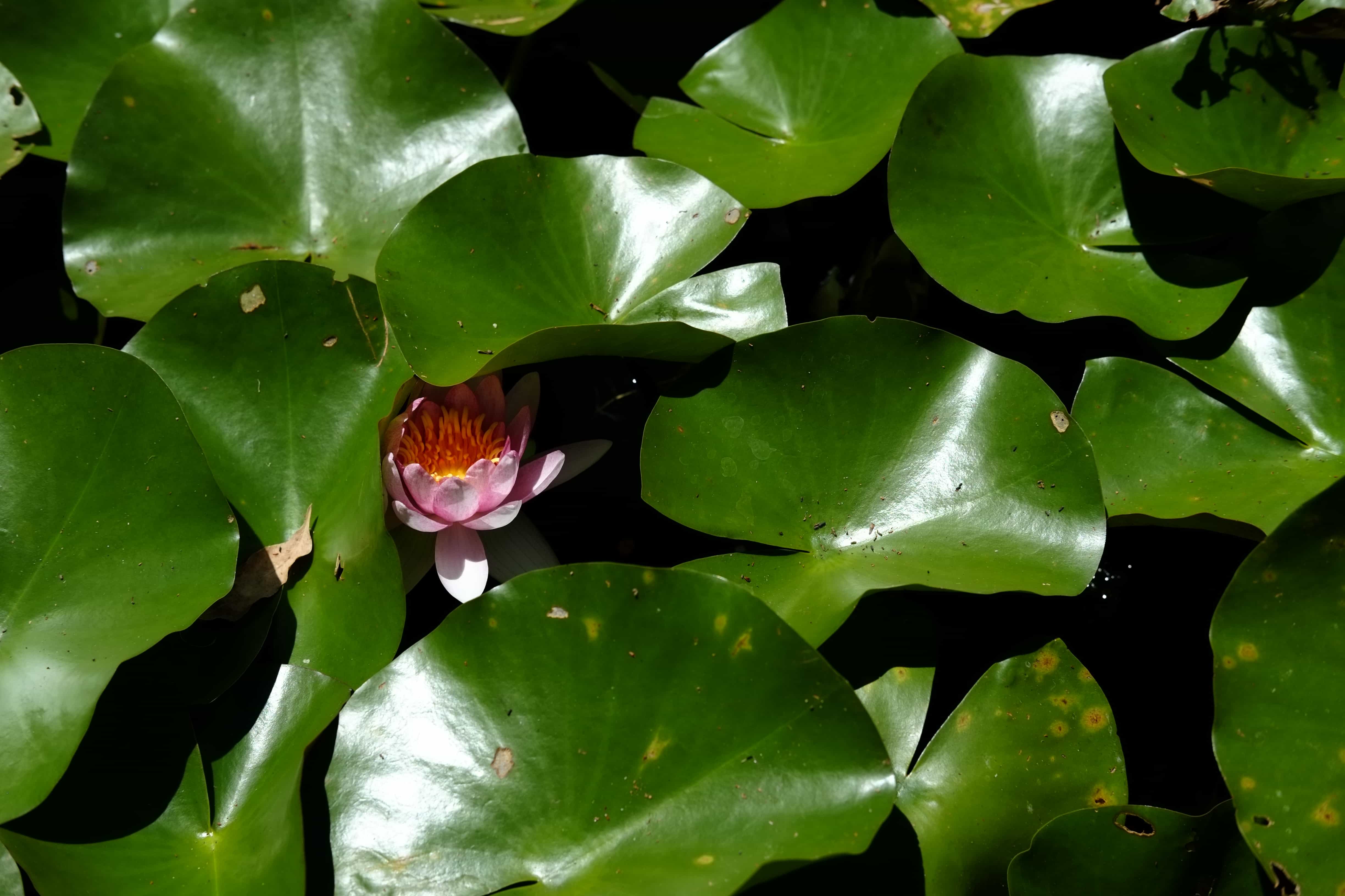 lotus-flower